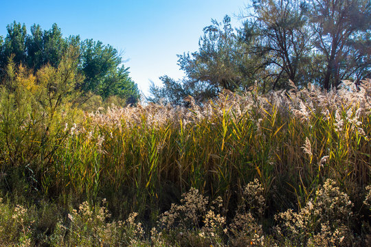 Tall marsh grasses in autumn along the Green River at Ouray National Wildlife Refuge in northeastern Utah