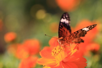 Obraz na płótnie Canvas コスモスの蜜を吸う蝶