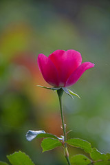 FLOWERS - red rose in sun light