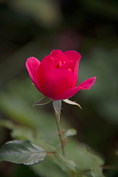 FLOWERS - red rose