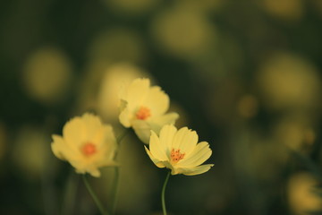 レモン色のコスモス