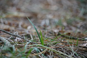 Diffuse herbal background with grass and fallen leaves