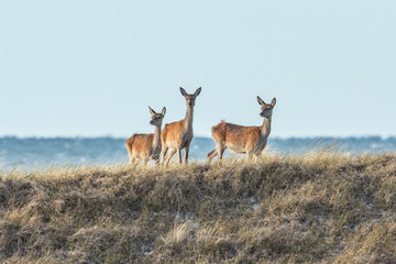 rotwildtrio