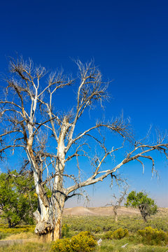 A dead Cottonwood tree is one result of severe drought in the American West