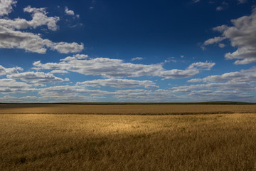 Plakat Moravian Tuscany. Fields in the vicinity of Svatobořice and Mistrin during the summer days before harvesting cereals. A gorgeous sky full of clouds, the paths that go between the field and the meadows