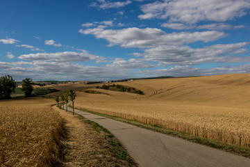 Obraz premium Field trip on road to Moravian Tuscany. Fields in the vicinity of Svatobořice and Mistrin during the summer days before harvesting cereals. A gorgeous sky full of clouds, the paths that go between the