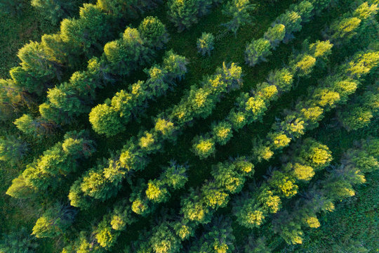 Fototapeta Aerial view of green coniferous forest plantations