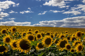 Sunflower field around Moravian Tuscany. Fields in the vicinity of Svatoborice and Mistrin. Full of colors and yellow flowers where I can see.