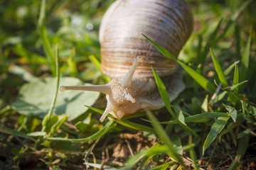 Roman snail on grass