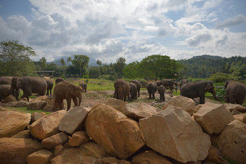 Pinnawala Elephant Orphanage