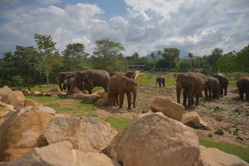 Fototapeta na wymiar Pinnawala Elephant Orphanage