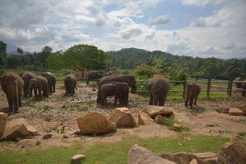 Pinnawala Elephant Orphanage