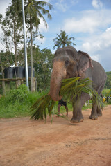 Pinnawala Elephant Orphanage