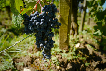 Merlot grapes in Bordeaux vineyard