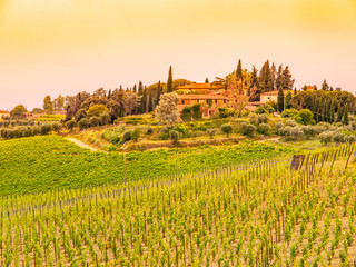 Fototapeta na wymiar Vineyards of Chianti. Warm sunset in beautiful Tuscan landscape, Italy.