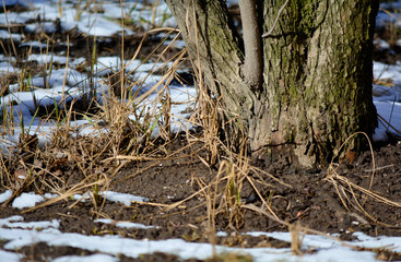 Early spring. Snow is melting