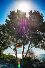 Fototapeta premium view of the sea through the crown and the traces of the sun