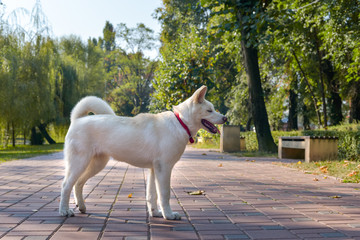 Beautiful white Akita walking in the park on beautiful sunny morning.
