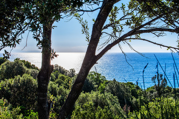 Fototapeta premium view of the sea through the crown