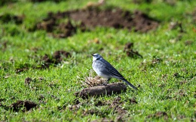 Kleiner Vogel auf der Wiese