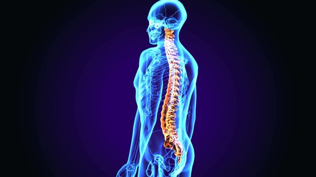 3d illustration of human body Spinal cord stock anatomy
