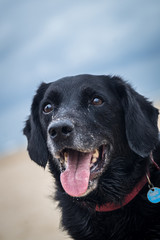 Dog smiling at beach, wet and sandy face