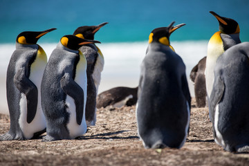 penguin in the arctic