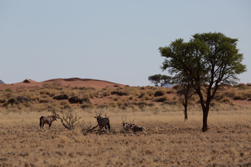 antelope in the savanna in africa