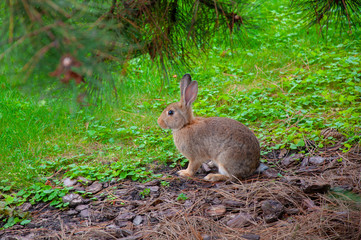Naklejka na ściany i meble Wild rabbit with green grass background