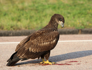 Golden Eagle on kill site, Jewell Cave National Monument, SD, USA