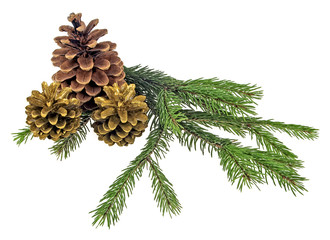 Three pine cones with branch on a white background