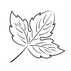 Black abstract leaf on a white background