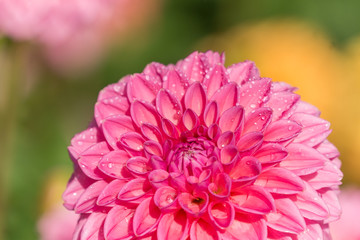 Pinke Balldahlie (Asteraceae) an einem Sommermorgen.