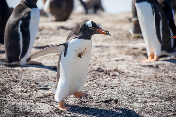 Naklejka premium penguin in the arctic