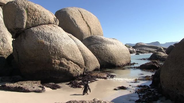 South African penguins in Boulders Beach, Simon's Town, near Cape Town. African penguins are listed as endangered species, but in Boulder's bay near Cape Town one can see them easily in the wild.