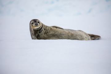 seal sitting on a rock