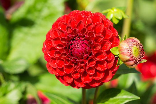 Rote Balldahlie (Asteraceae) an einem Sommermorgen.