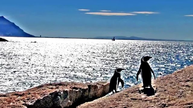 South African penguins in Boulders Beach, Simon's Town, near Cape Town. African penguins are listed as endangered species, but in Boulder's bay near Cape Town one can see them easily in the wild.