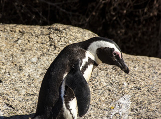 Naklejka premium South African penguins in Boulders Beach, Simon's Town, near Cape Town. African penguins are listed as endangered species, but in Boulder's bay near Cape Town one can see them easily in the wild.