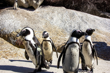 Naklejka premium South African penguins in Boulders Beach, Simon's Town, near Cape Town. African penguins are listed as endangered species, but in Boulder's bay near Cape Town one can see them easily in the wild.