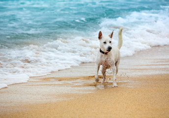 Young dog running by sandy shore of the ocean