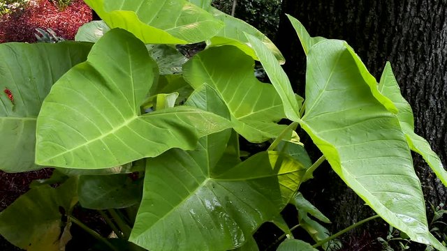 Pan of a clump of giant green elephant ears