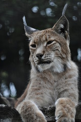 lynx