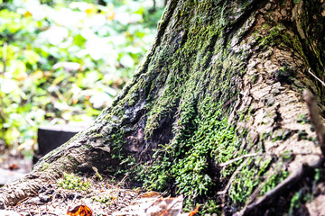 Tree Moss