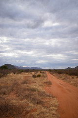 Fototapeta na wymiar Tsavo East Kenya, Baum, National Park, Savanne, Wüste,gräser