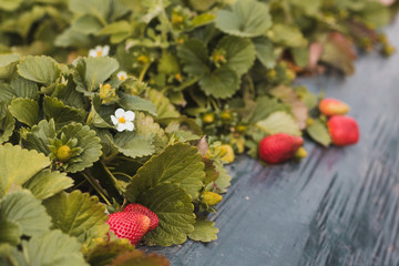 berries of red viburnum on a branch