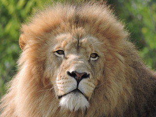 Obraz premium tête de lion