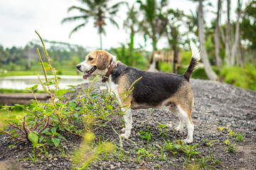 Portrait of happy cute beagle dog in tropical nature. Bali island.