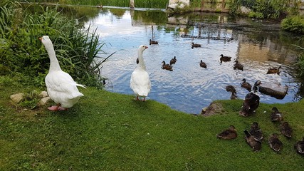 cigne en charentes