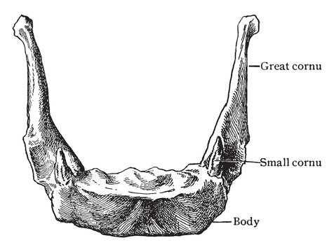 Front View Of Hyoid Bone, Vintage Illustration.